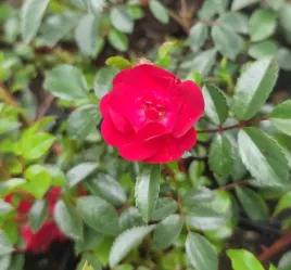 roza-okrywowa-red-fairy-p12-czerwona