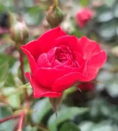 roza-okrywowa-mercury-2000-p12-czerwona