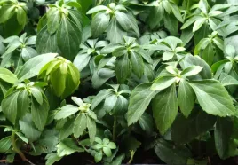 runianka-japonska-green-carpet