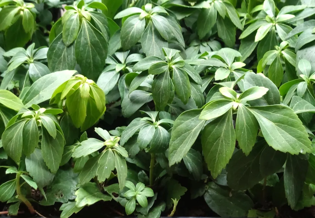 runianka-japonska-green-carpet