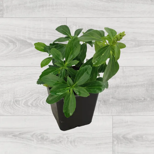 runianka-japonska-green-carpet-rodzaj-rosliny-inny