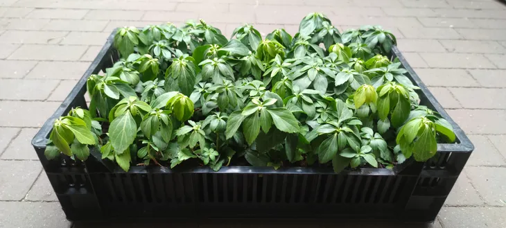 runianka-japonska-green-carpet-kolor-kwiatow-zolte