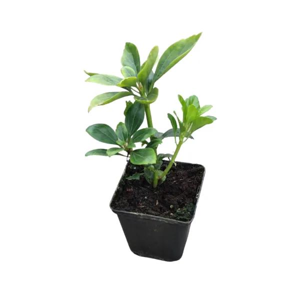 runianka-japonska-green-carpet-roslina-w-postaci-sadzonka-w-pojemniku-05-1l