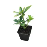 runianka-japonska-green-carpet-roslina-w-postaci-sadzonka-w-pojemniku-05-1l