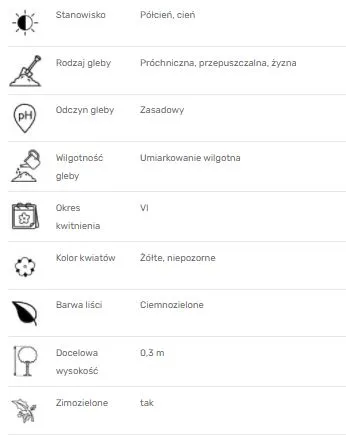 runianka-japonska-green-carpet