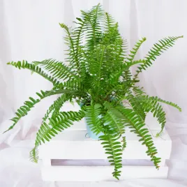 nefrolepis-obliterata-jester-s-crown-paproc-don-13cm
