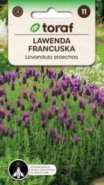 lawenda-francuska-wieloletnia-pachnaca-01g