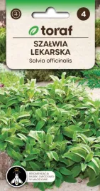 szalwia-lekarska-ziolo-ma-duzo-zastosowan-w-domu