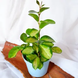hoja-hoya-australis-lisa-don-13cm