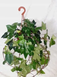 hedera-canariensis-bluszcz-kanaryjski-xxl-don-wiszaca-o-srednicy-19cm