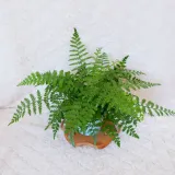 asplenium-parvati-don-13cm