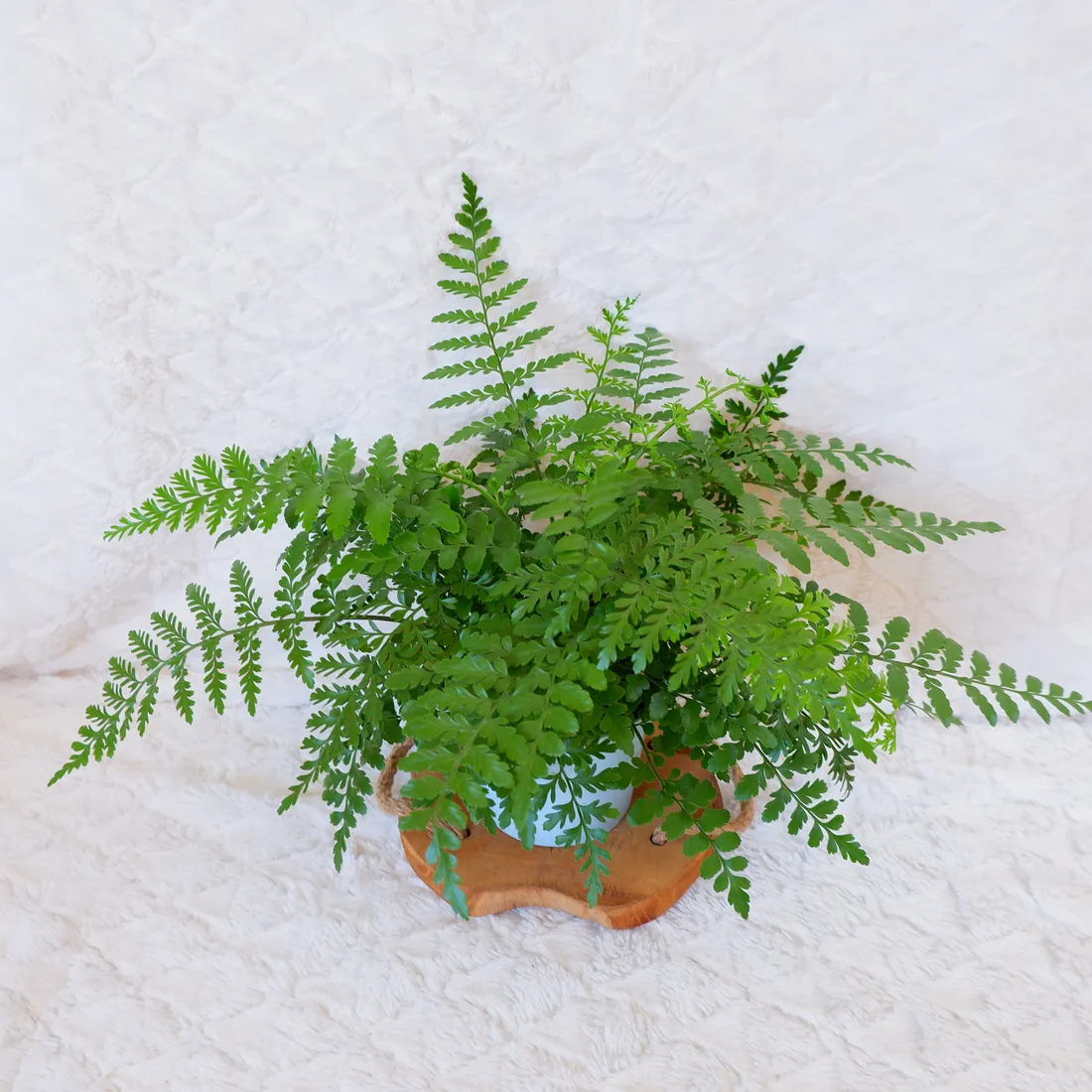 asplenium-parvati-don-13cm-rodzaj-rosliny-rosliny-zielone