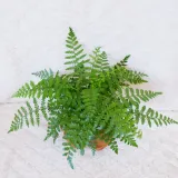 asplenium-parvati-don-13cm-rodzaj-rosliny-rosliny-zielone