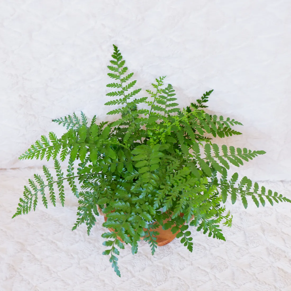 asplenium-parvati-don-13cm