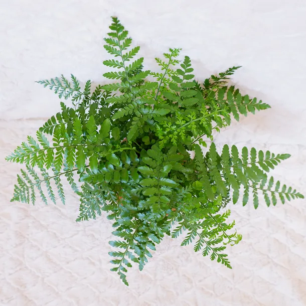 asplenium-parvati-don-13cm-waga-z-opakowaniem-1-kg