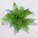 asplenium-parvati-don-13cm-waga-z-opakowaniem-1-kg