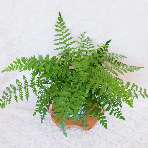 asplenium-parvati-don-13cm-roslina-w-postaci-sadzonka-w-pojemniku-05-1l