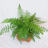 asplenium-parvati-don-13cm-roslina-w-postaci-sadzonka-w-pojemniku-05-1l