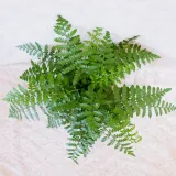 asplenium-parvati-don-13cm-cykl-rozwojowy-rosliny-wieloletnia