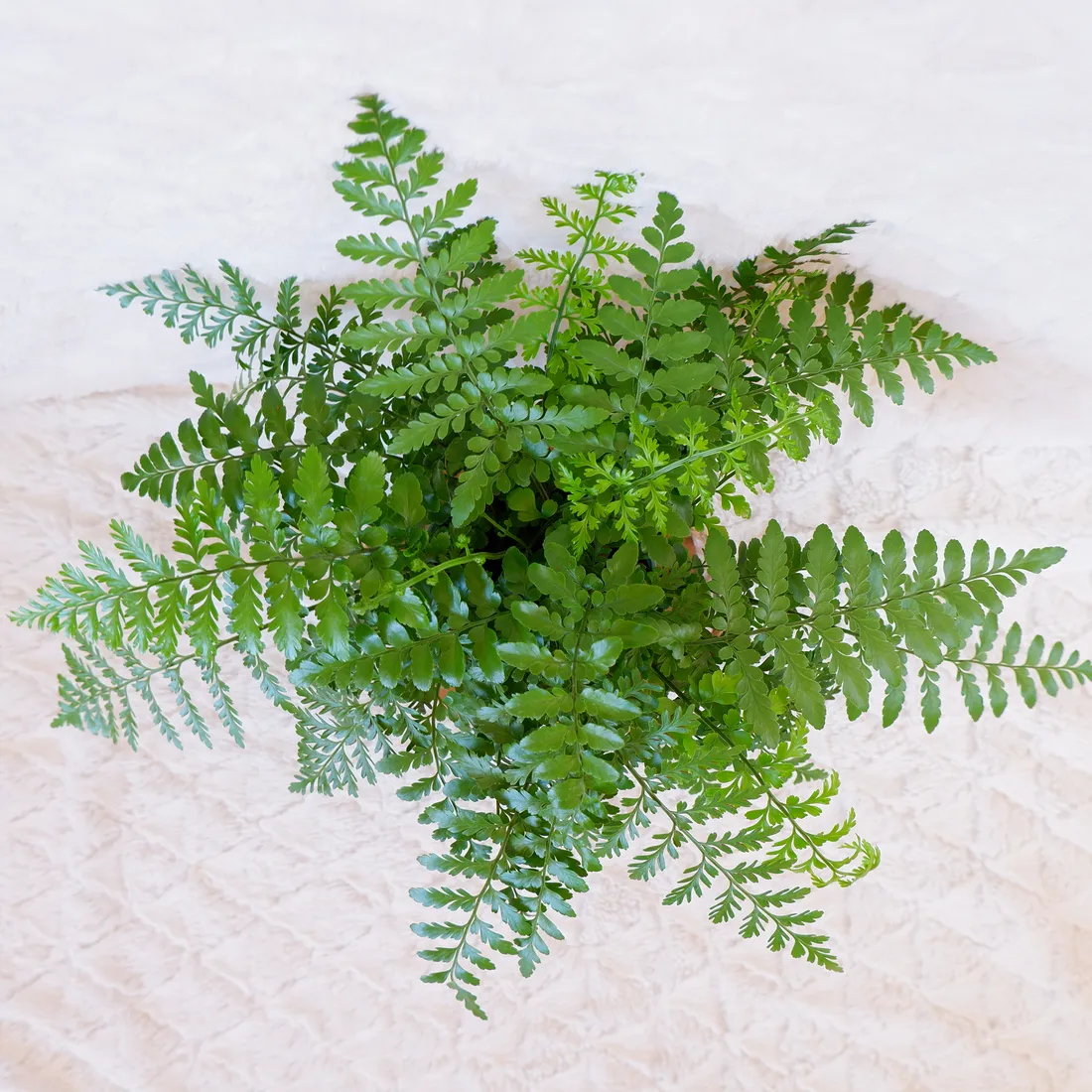 asplenium-parvati-don-13cm-rodzaj-rosliny-rosliny-zielone