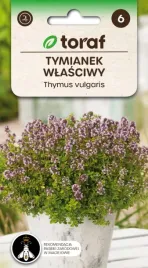 tymianek-przyprawa-zdrowa-aromatyczna-taras-ogrod