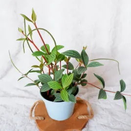 peperomia-tetragona-don-13cm