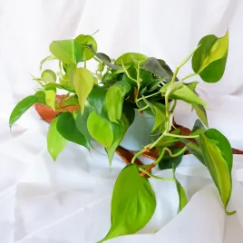 philodendron-scandens-brasil-filodendron-don-13cm
