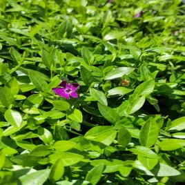 barwinek-mniejszy-atropurpurea-p9