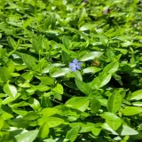 barwinek-mniejszy-blue-p9