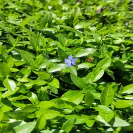 barwinek-mniejszy-blue-p9