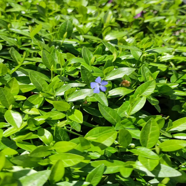 barwinek-mniejszy-blue-p9