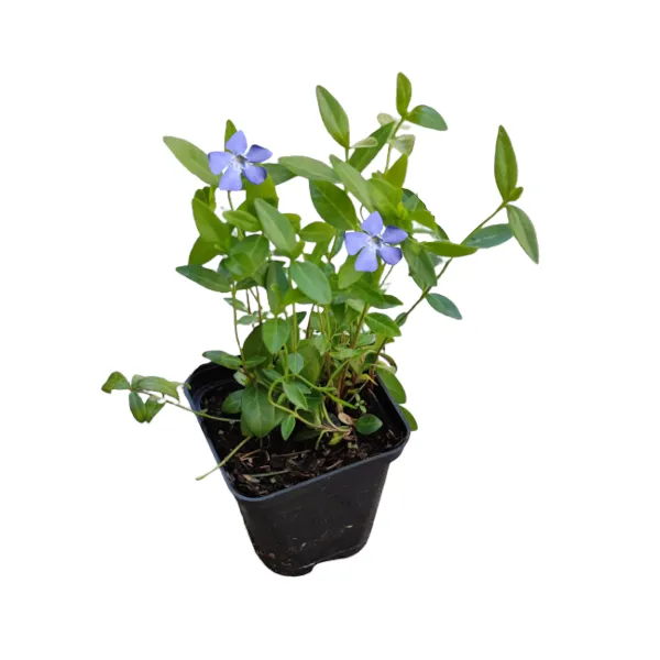 barwinek-mniejszy-blue-p9-roslina-w-postaci-sadzonka-w-pojemniku-05-1l