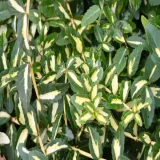 trzmielina-sunspot-p9