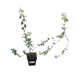 trzmielina-sunspot-p9-roslina-w-postaci-sadzonka-w-pojemniku-05-1l