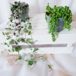 ceropegia-woodii-don-11cm-senecio-rowleyanus-don-11cm