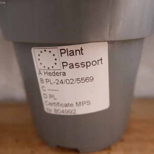 bluszcz-hedera-helix-asterisk-don-12cm-nazwa-lacinska-hedera-helix