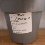 bluszcz-hedera-helix-asterisk-don-12cm-nazwa-lacinska-hedera-helix