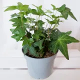 bluszcz-hedera-helix-asterisk-don-12cm