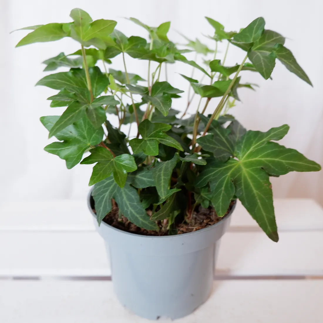 bluszcz-hedera-helix-asterisk-don-12cm-rodzaj-rosliny-rosliny-zielone