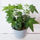 bluszcz-hedera-helix-asterisk-don-12cm-rodzaj-rosliny-rosliny-zielone