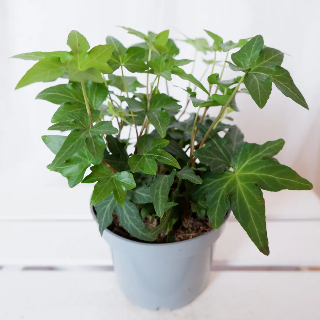 bluszcz-hedera-helix-asterisk-don-12cm