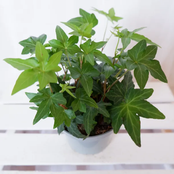 bluszcz-hedera-helix-asterisk-don-12cm-waga-z-opakowaniem-1-kg