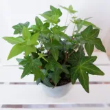 bluszcz-hedera-helix-asterisk-don-12cm-waga-z-opakowaniem-1-kg