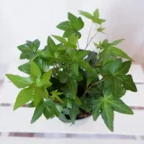 bluszcz-hedera-helix-asterisk-don-12cm-roslina-w-postaci-sadzonka-w-pojemniku-05-1l