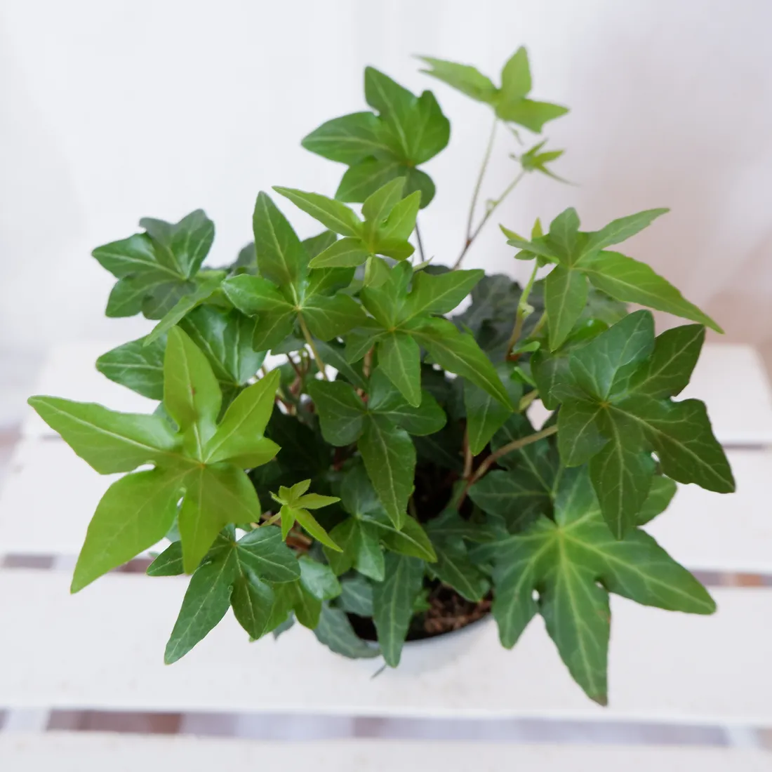 bluszcz-hedera-helix-asterisk-don-12cm