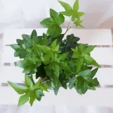 bluszcz-hedera-helix-asterisk-don-12cm-odmiana-bluszcz-hedera-helix-asterisk