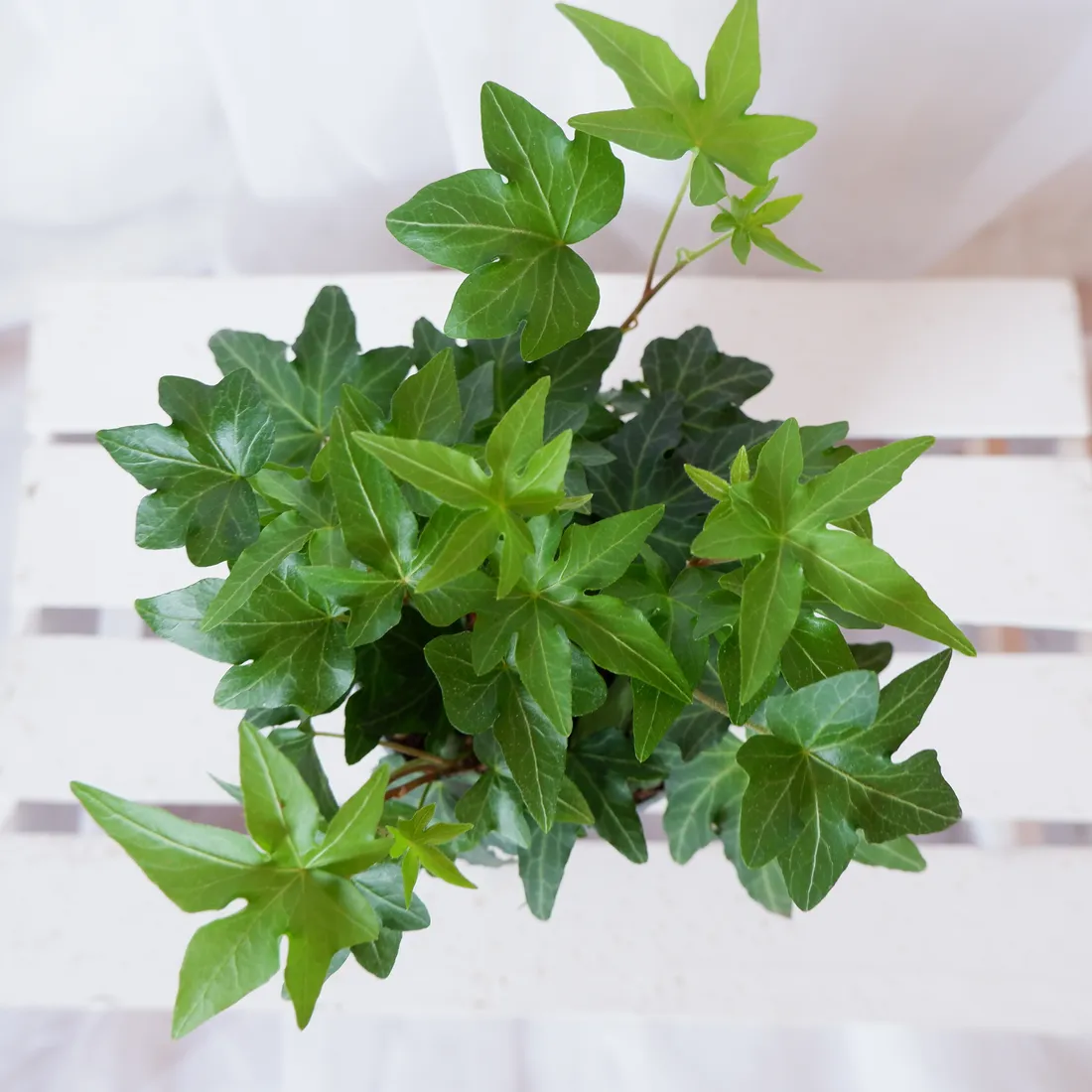 bluszcz-hedera-helix-asterisk-don-12cm-rodzaj-rosliny-rosliny-zielone