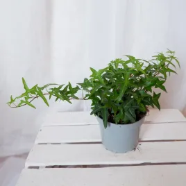 bluszcz-hedera-helix-sagittifolia-don-12cm