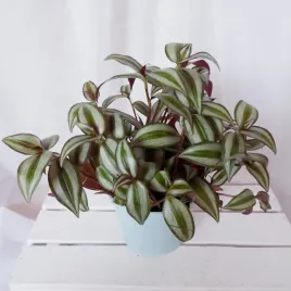 trzykrotka-do-pokoju-terrarium-don-13cm