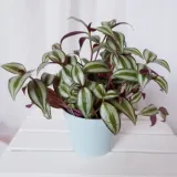 trzykrotka-do-pokoju-terrarium-don-13cm-rodzaj-rosliny-rosliny-kwitnace